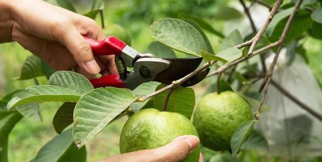 常见|300多年前传入我国,南方常见,改名后传到北方,却常卖不动