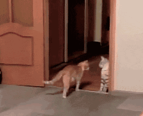 观众|搞笑GIF:此人太浪,观众都嗨了!