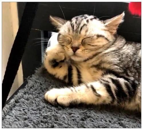 女主|女主下班回家,发现猫咪没来迎接,走近卧室一看可爱到发朋友圈