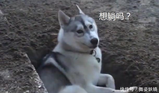 些狗狗|二哈在院子偷建“别墅”，躺下去还很合身，蓝翔毕业的呢