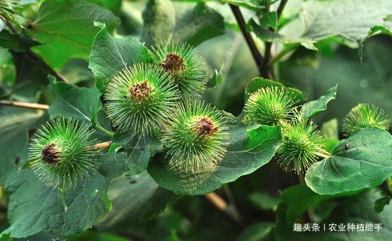 播种|牛蒡有“东洋参”的美誉,营养丰富,掌握四点,种出优质的牛蒡