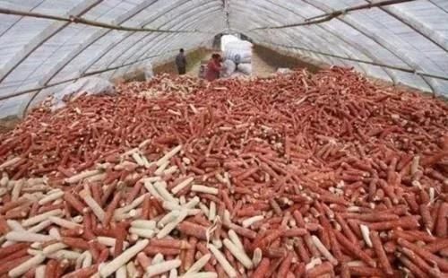 还要|被中国人扔掉的“玉米芯”,在韩国却换成美食,还要用钱买