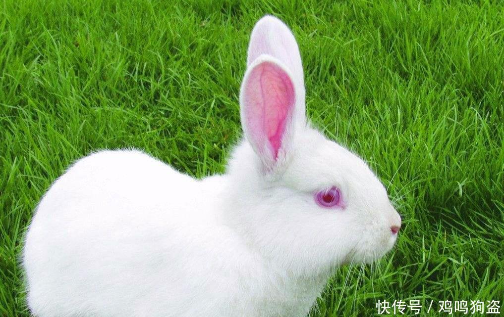 歇后语兔子的尾巴--长不了是在讲什么!