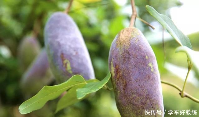 日本|日本土豪吃得起的水果,一斤上百,在中国满山都是却不稀罕捡