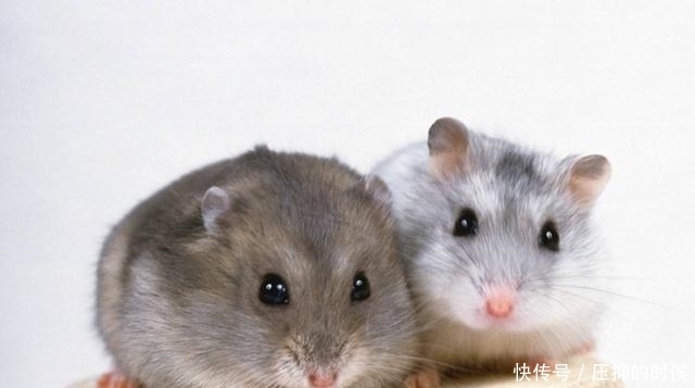  出笼|买只仓鼠跟猫咪作伴，仓鼠出笼后场景大乱，铲屎官：我太难了