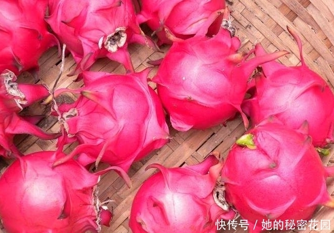 火龙果|常吃火龙果好处很多,剥下的皮别扔,以下好处知道的并不多