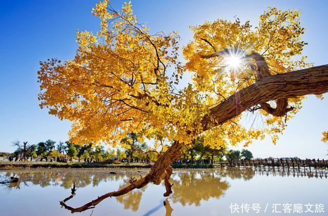 热烈|等待一年,只为胡杨林21天的极致灿烂和浓烈!