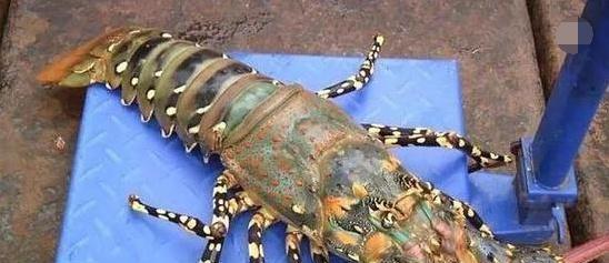 加拿大象拔|全球十大顶级海鲜,异常珍贵,尤其最后一种,有钱都不一定吃得到!