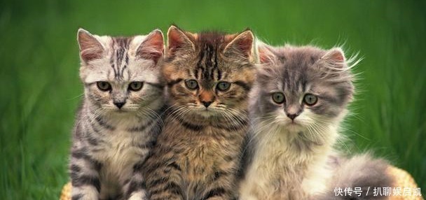 本草纲目|人为什么不吃猫肉?李时珍《本草纲目》中有记载,古人已经试过了