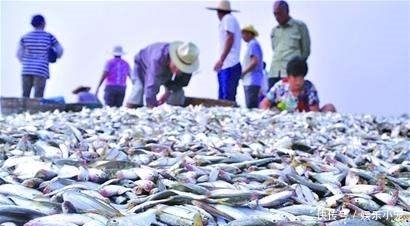 饮食文化|这种鱼在日本200元一条, 越小越贵, 中国没人稀罕, 直接油炸