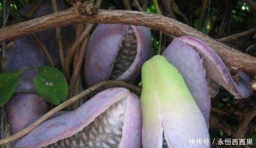 山坡|山坡上一种野果,曾一文不值,如今一斤60元出口国外,你认识吗