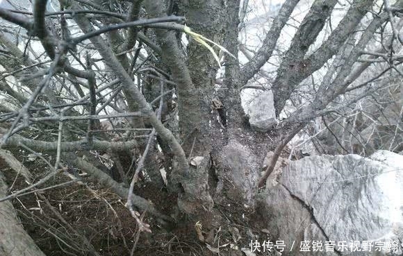 烟民|农村一种贱树,越砍越值钱,曾是烟民的象征,如今制成手串很珍贵