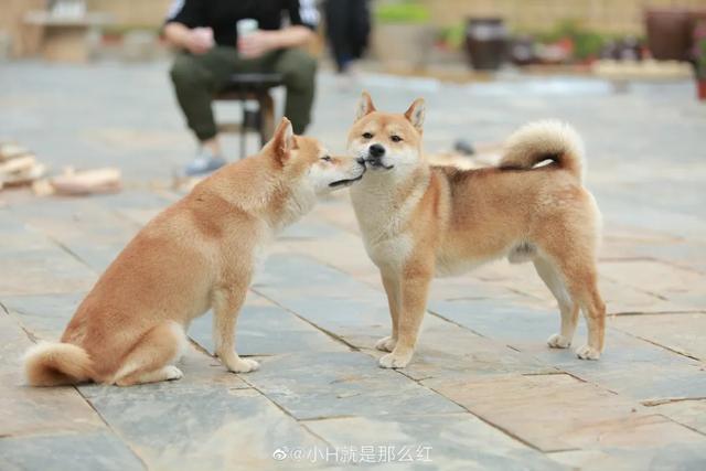  年头|“向往老友记”的第四个年头，为何热度只增不减