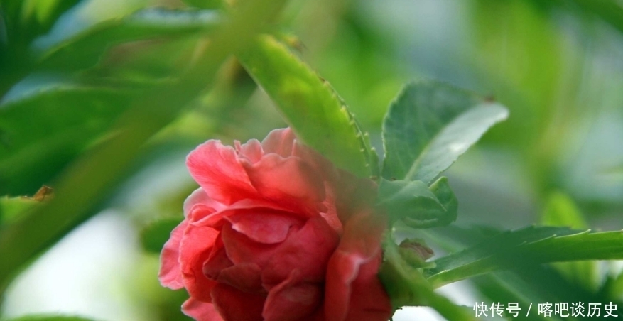 毛主席|指甲花你知道吗？曾受毛主席的赞美，一起来看诗词中的指甲花吧！