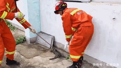  抓捕|体长近1米幼儿园惊现大型蛇类动物，抓捕时不断发出嘶叫