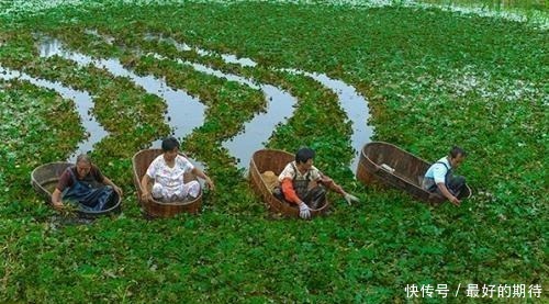 让外国人|这次不是小龙虾，一水生植物在国外泛滥成灾，中国网友放着我来