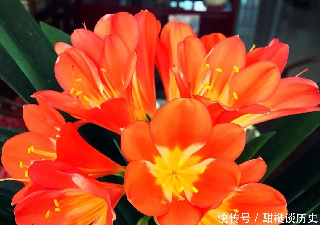 环境|养半年的君子兰盆栽,最近叶片越来越黄,可以直接换盆吗?