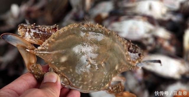 梭子蟹|8月份,梭子蟹要吃公的,教你5个挑选技巧,螃蟹肥美,蟹膏满满
