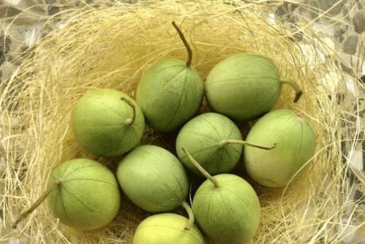 可惜|它是酒精的“天敌”,现在农村遍地都是,还不懂的话就太可惜了