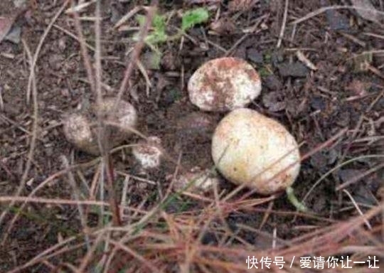 松针草堆|大爷在草堆里发现一堆“白色石头”,仔细辨认后,笑得合不拢嘴