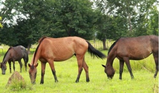 揭晓|肉食主义者为何不吃“马肉”,三点原因揭晓,你绝对想不到