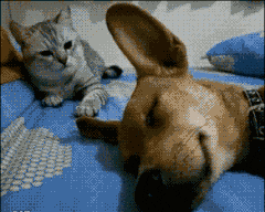  搞笑|搞笑GIF：妹子你贴这样的贴纸，你不怕出门就被撞呀