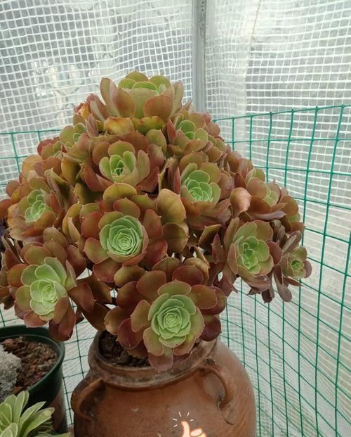 个个|他用菜坛子养多肉,1分不花又好看,个个壮得像白菜