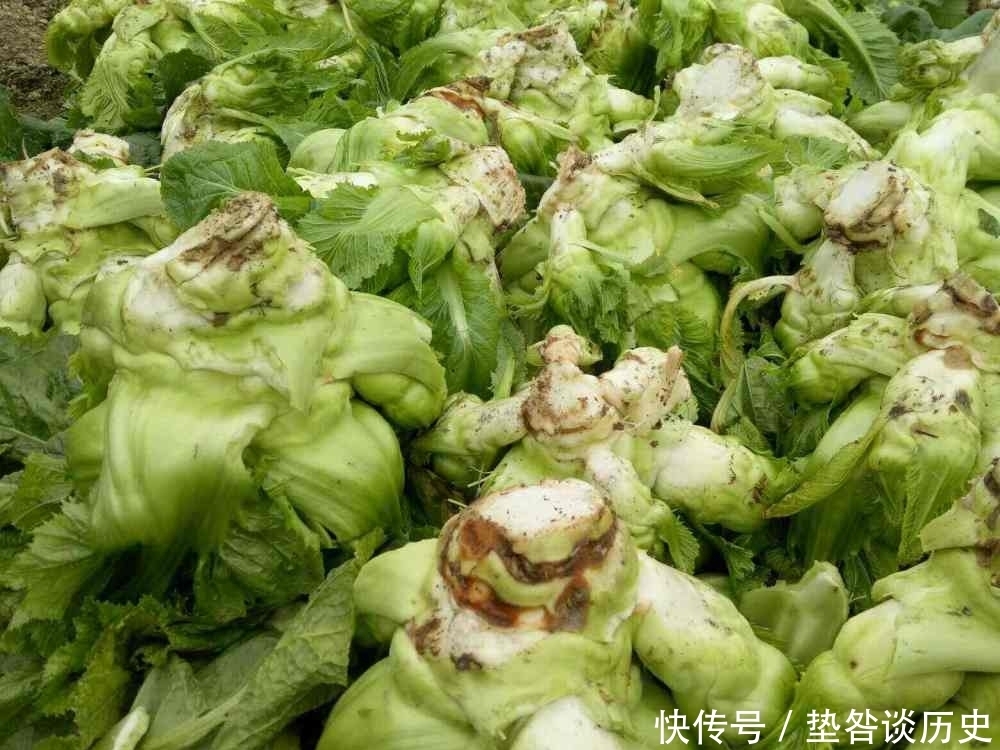 特色|人称“母子菜”,口味清香炒肉是一绝,不知有那么多作用,可种吗