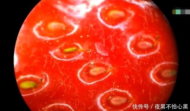 显微镜|男子将草莓在显微镜下放大一百倍,接下来的一幕让所有人傻眼了