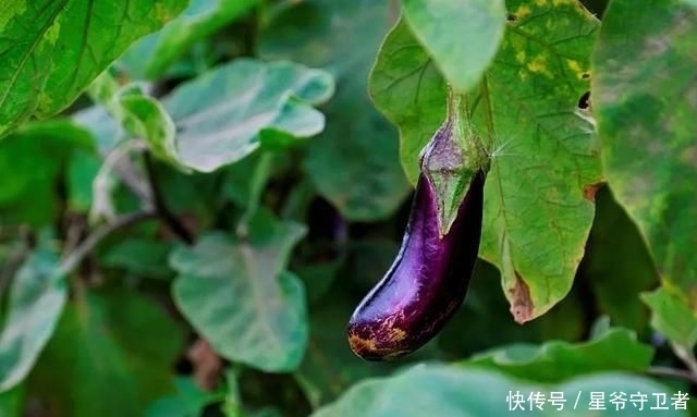 还要|在家种个菜都这么美,还要什么花园?