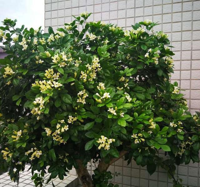 茉莉花|此花号称“天下第一香”，花开200天，沾土就活，比茉莉花还好闻