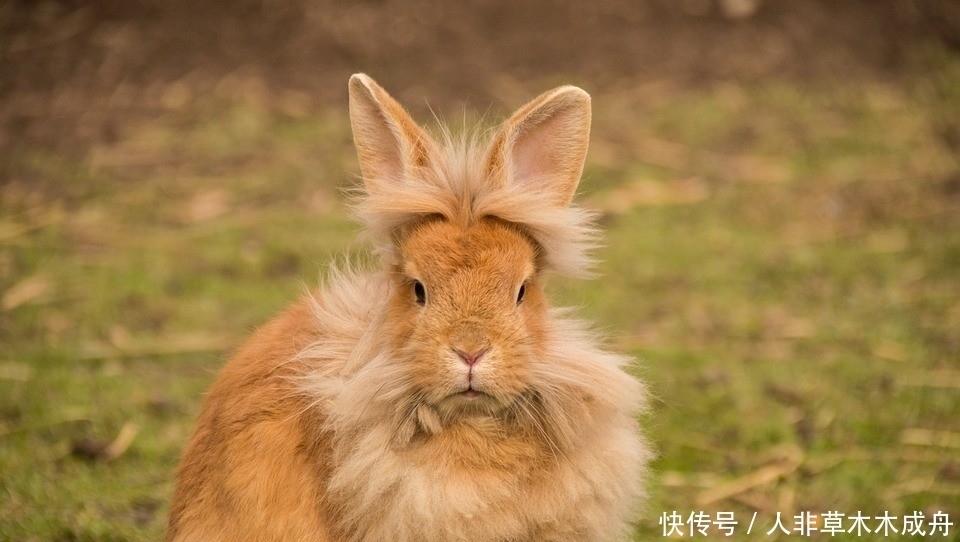  明天|明天开始，好运降临，4生肖喜事多多，财运突飞猛进、收获喜人