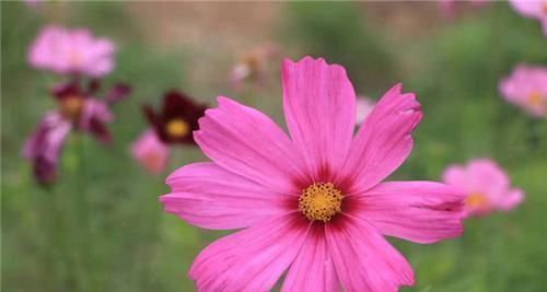  天生|阴历此三个月出生的人，天生晚富命，中年成功发财，越老越有福气