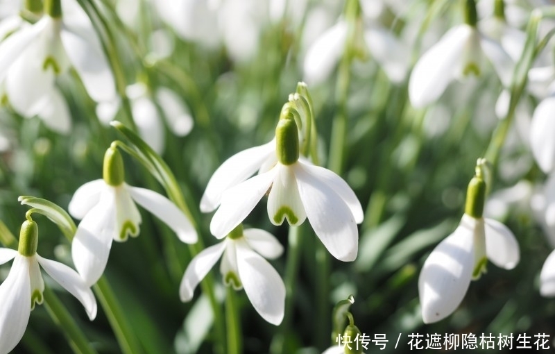  驾到|桃花驾到，8月上旬桃花绽放心间的4大星座，爱情运势暴涨