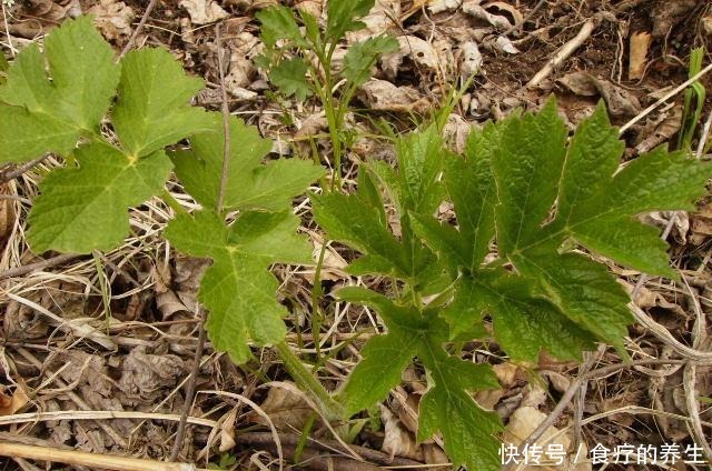 绿色|人称“绿色黄金”,凉拌剁椒是极品,野生产量很大,你吃过吗