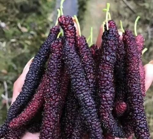 建议|建议中老年人少吃瓜子花生,多吃下面几物,好吃不贵又健康