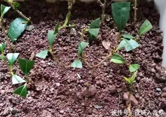 扦插|9月养桂花,一夜间十里飘香!选些枝干扦插,30天就能移栽