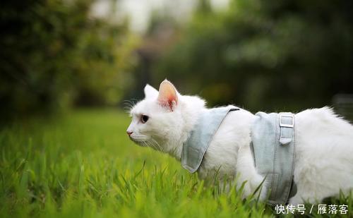  拉绳|猫能用拉绳吗？你知道如何正确溜猫吗？