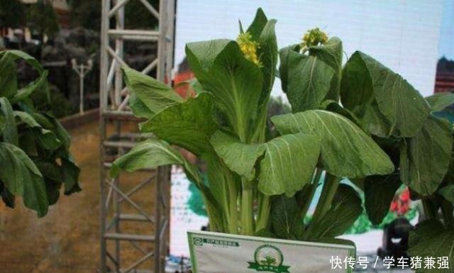 中华锦绣龙|中国最珍贵的5种食材,第二种受国家保护,第五种一般人买不起