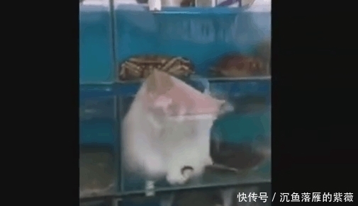 赵先生|男子去菜市场买鱼, 看到这一场景, 网友: 不买都不好意思