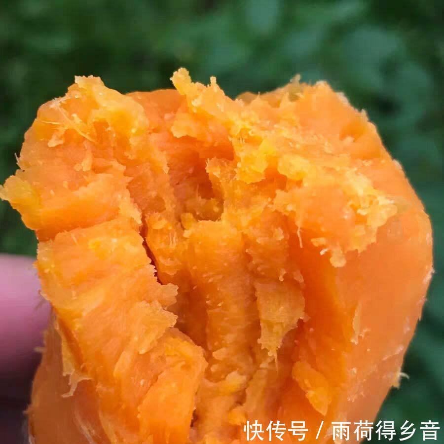 不腻|蒸红薯时,别直接用水蒸!记住这5点,个个清甜香软,嫩滑不腻人