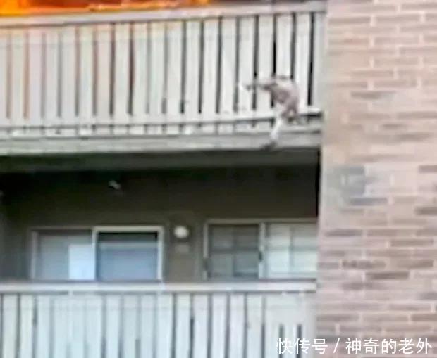 孩子|美国公寓起火 母亲情急之下阳台抛子 邻居勇敢接住