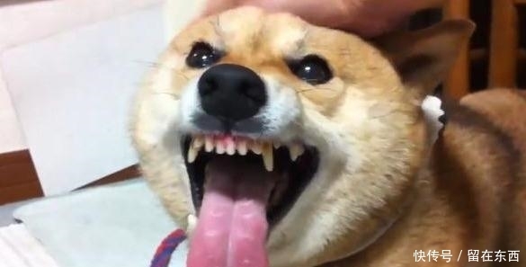  狗狗|为什么狗狗喜欢主人摸它的头部？背后的6个意义，真是“心机狗”