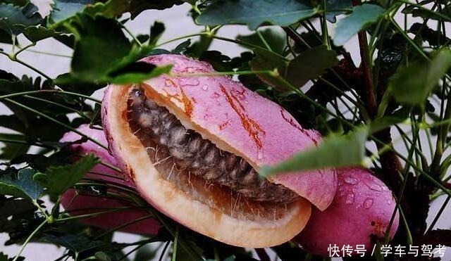 天价|中国满山都是的，在日本却被卖出了天价，这种水果你见过么