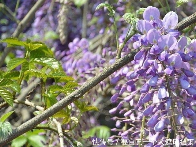 洋槐|一种落叶藤花,现成公园常见绿化树,殊不知比洋槐花好吃