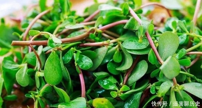 野菜|农村遇见这种野菜,摘叶就好别再拔根了,当今价值比较珍贵!