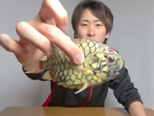 要花费|世界上钻石级硬度的鱼,刀崩了鱼都没事,厨师要花费很大功夫制作