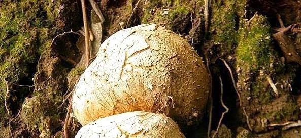 食材|世界上价格最贵的7种食材,最后一种中国才有,你吃过哪一种?