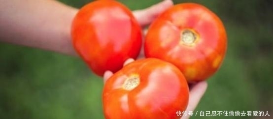 红红火火|红红火火酸酸甜甜的西红柿，种植技巧，就这些