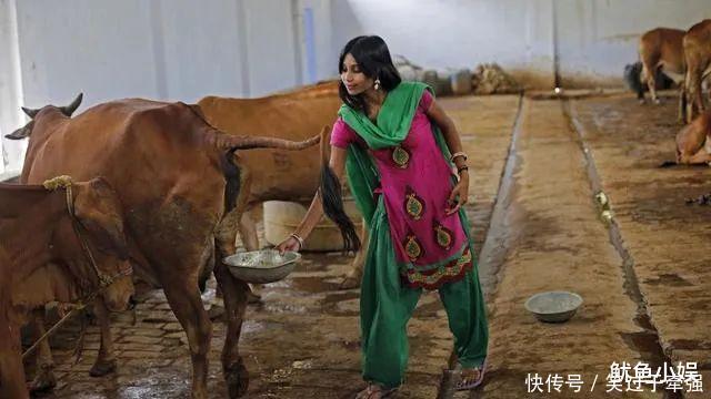 神奇|为什么印度人都爱喝“牛尿”,它真的这么神奇吗